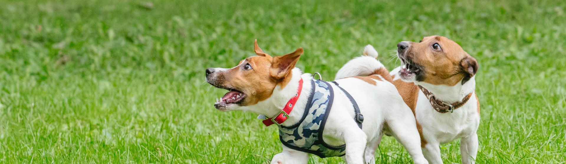 Dog Daycare, Boarding & Grooming- your pup's home away from home